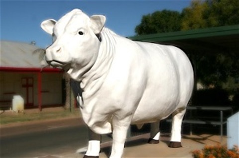 Aramac White Bull