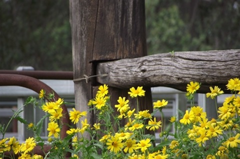 Wild flowers