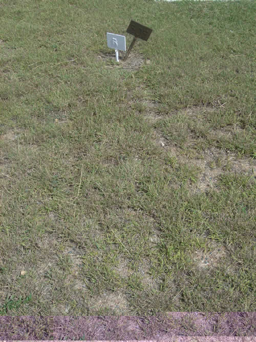 Burial Tombstone Image - default