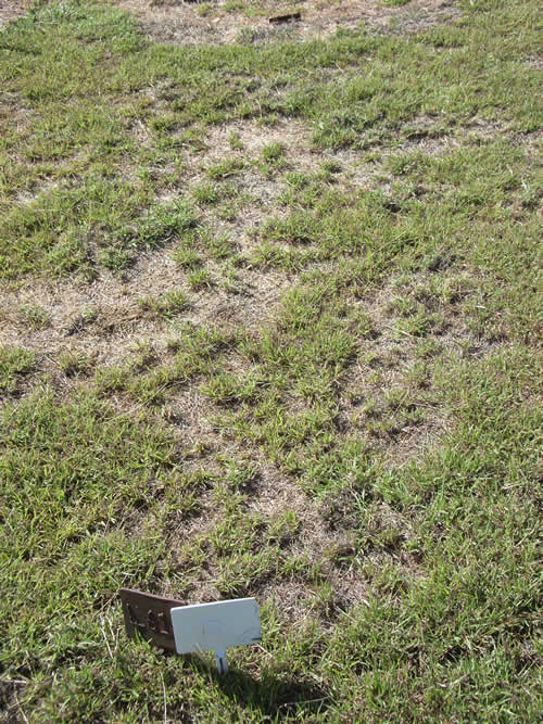 Burial Tombstone Image - default