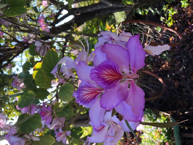 Sharleen Bettridge - Flowers